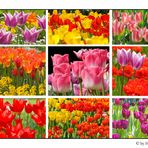 Millionen von Tulpen