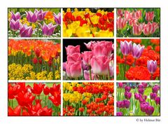 Millionen von Tulpen