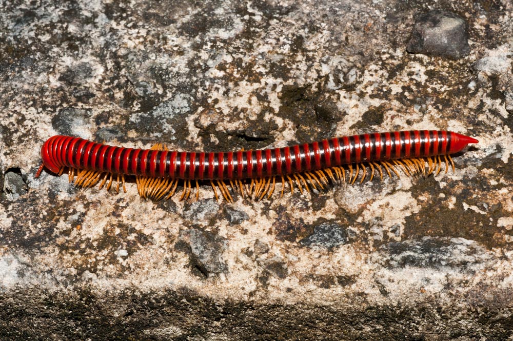 Millipede