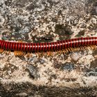 Millipede