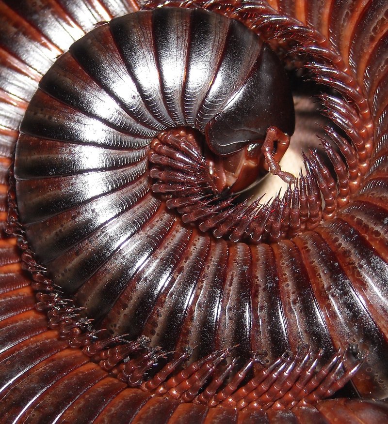 millipede curled up