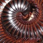 millipede curled up