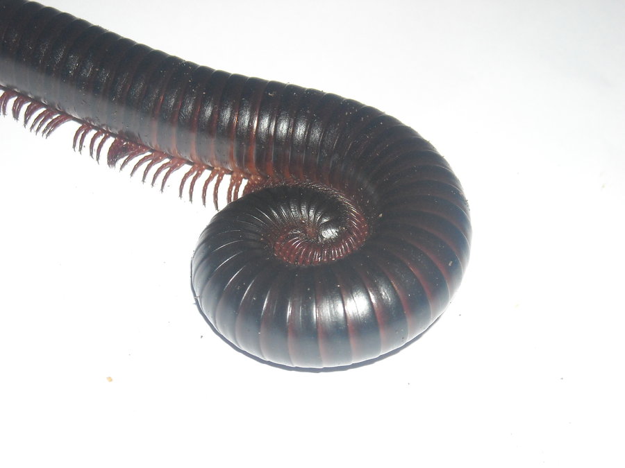 millipede curled up on white