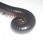 millipede curled up on white