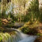 Millstream NP