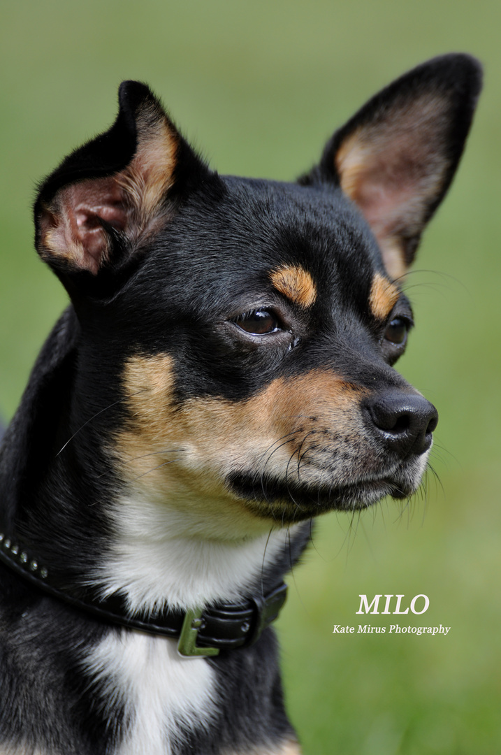 Milo