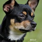 Milo