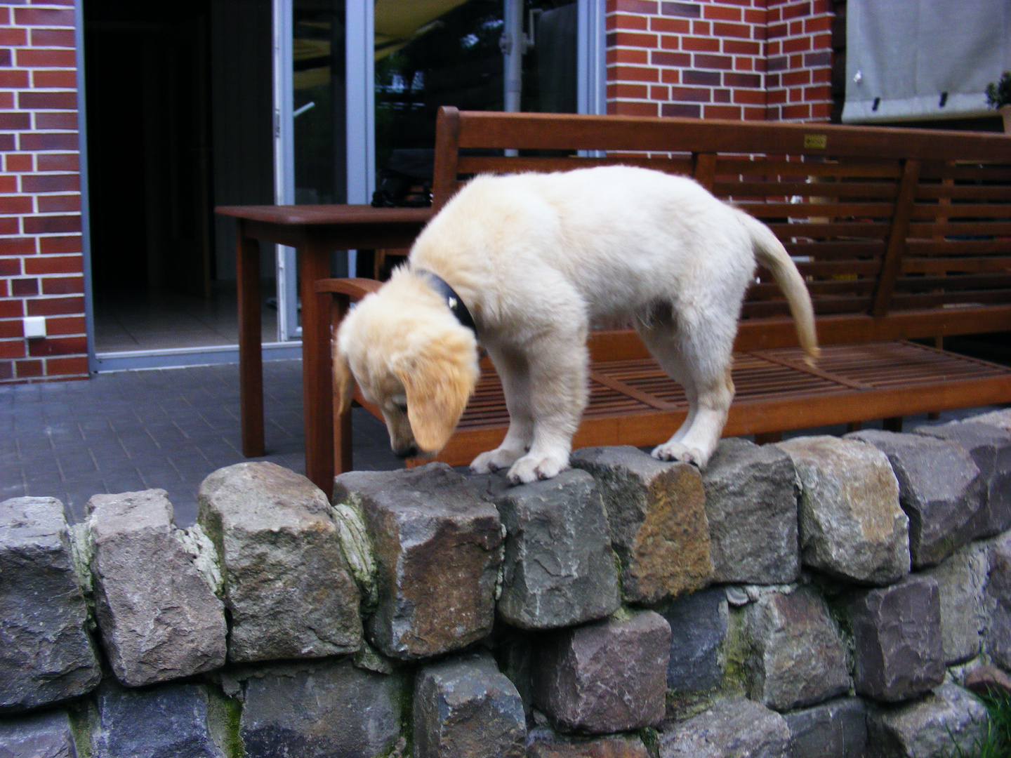 Milo der Mauertänzer