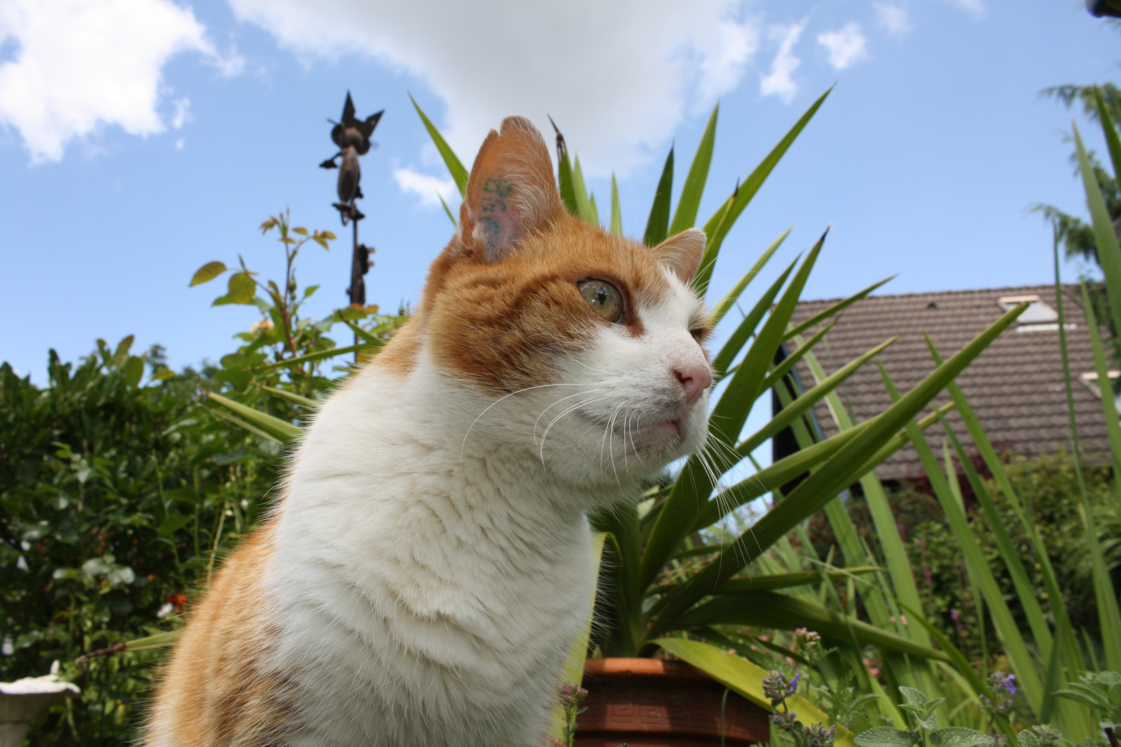 Milo im Garten II