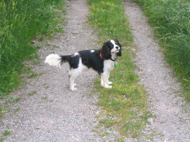 Milo - immer aufmerksam