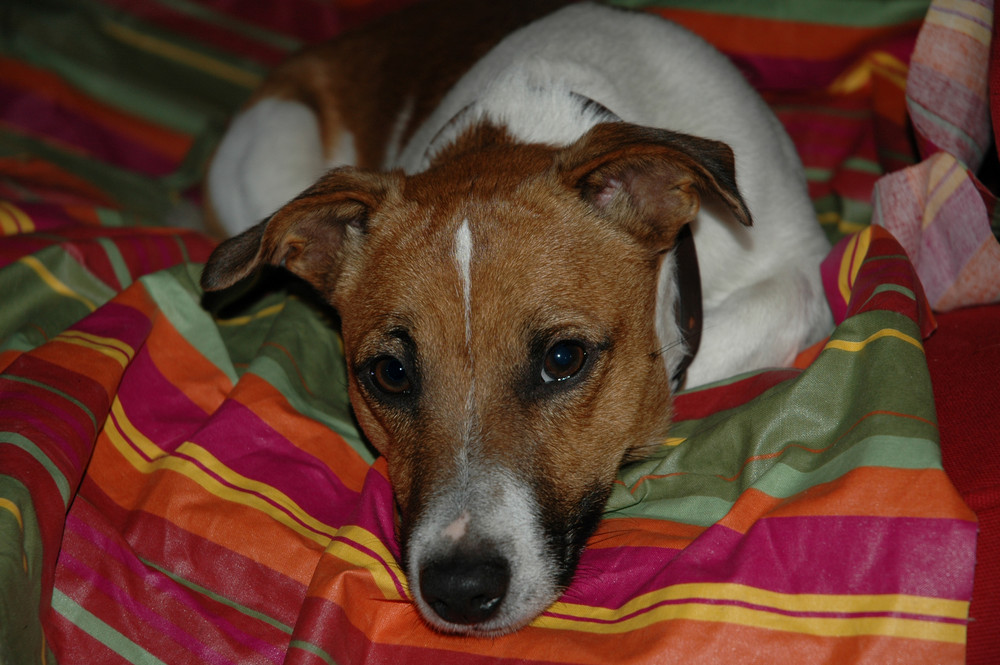 Milo, Jack Russel da riporto limoni