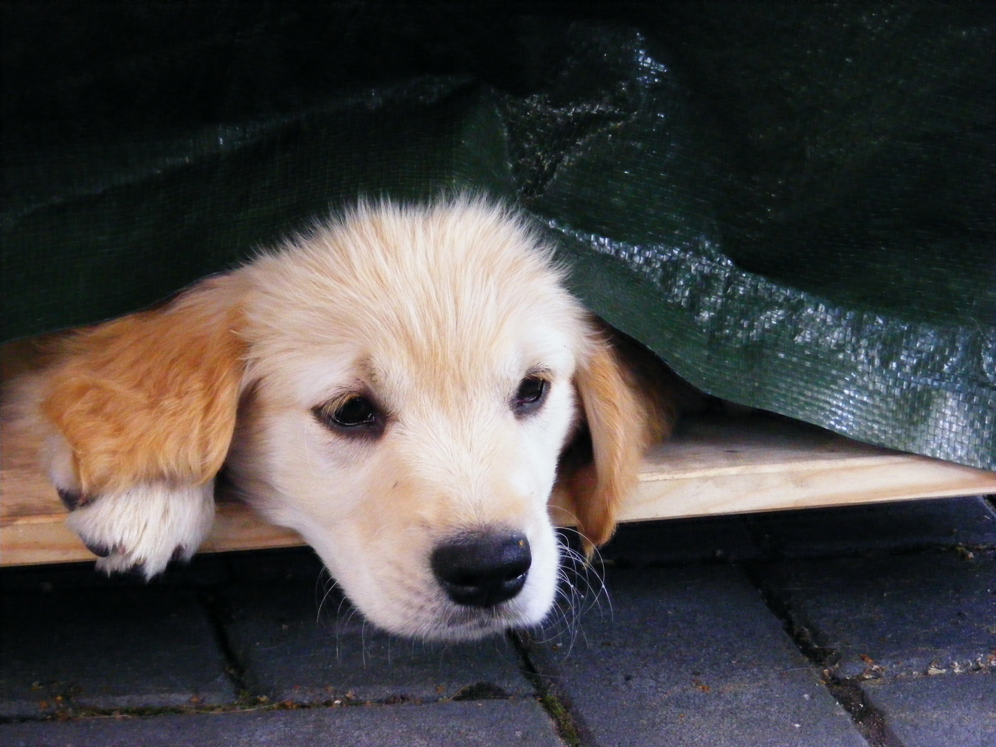 Milo spielt Verstecken