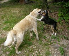 Milo und Guapa