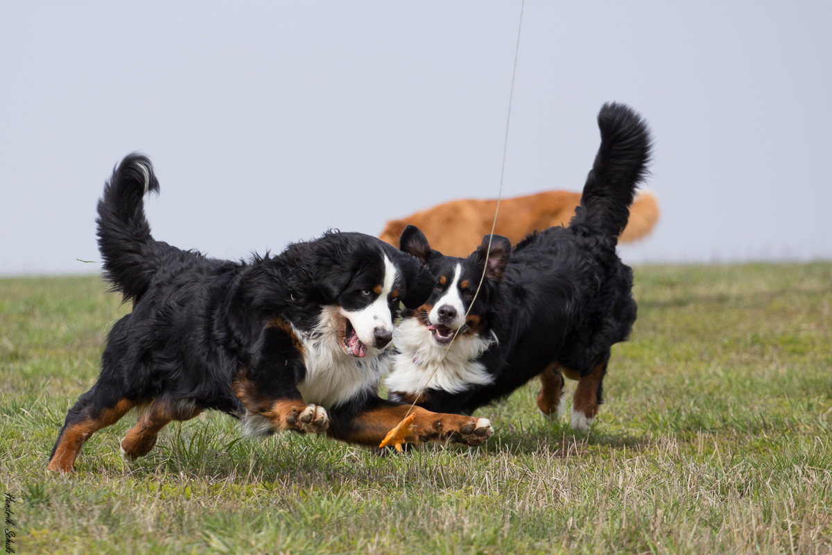 Milo und Moody vom Stieracker