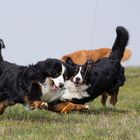 Milo und Moody vom Stieracker