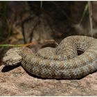 Milosotter (Macrovipera schweizeri)