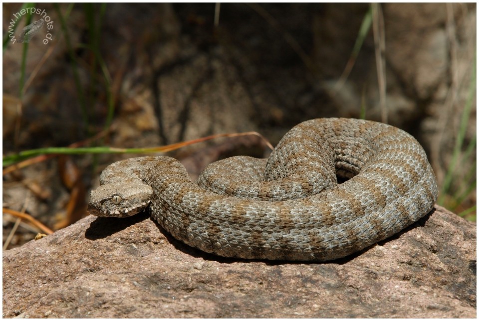 Milosotter (Macrovipera schweizeri)