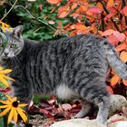 Milou im Herbstgarten