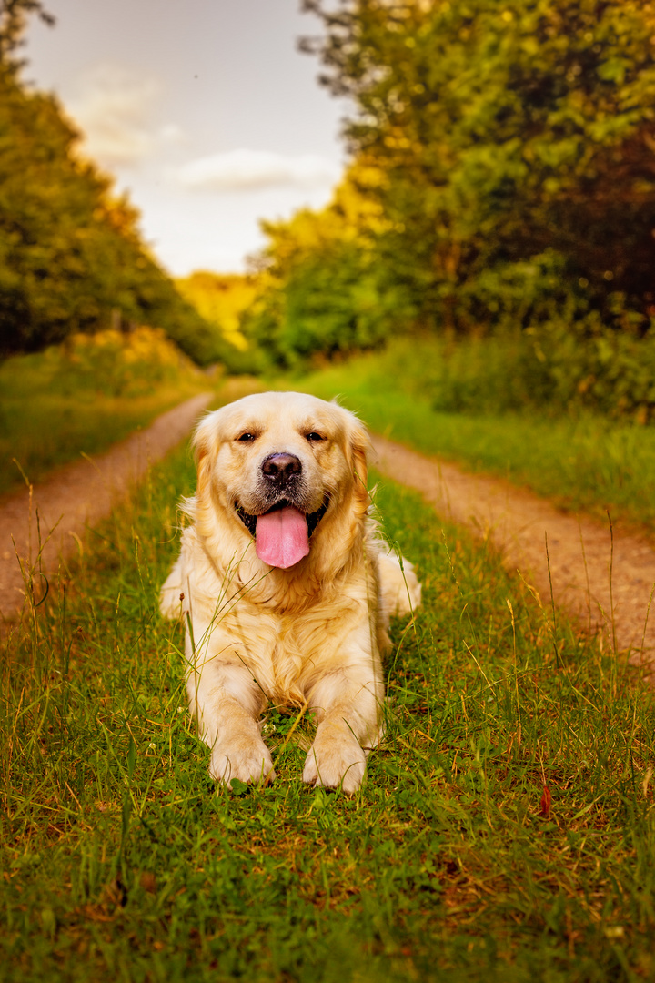 Milow auf seiner Hunderunde