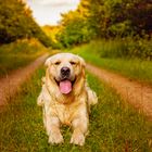 Milow auf seiner Hunderunde