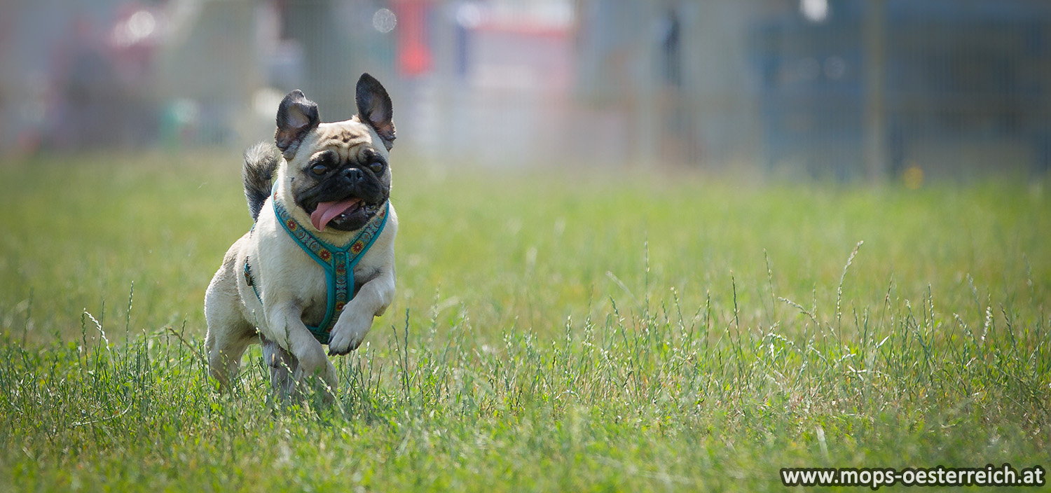 MIlow fast ein Star beim Mopsrennen, es hat nur für Platz 2 gereicht