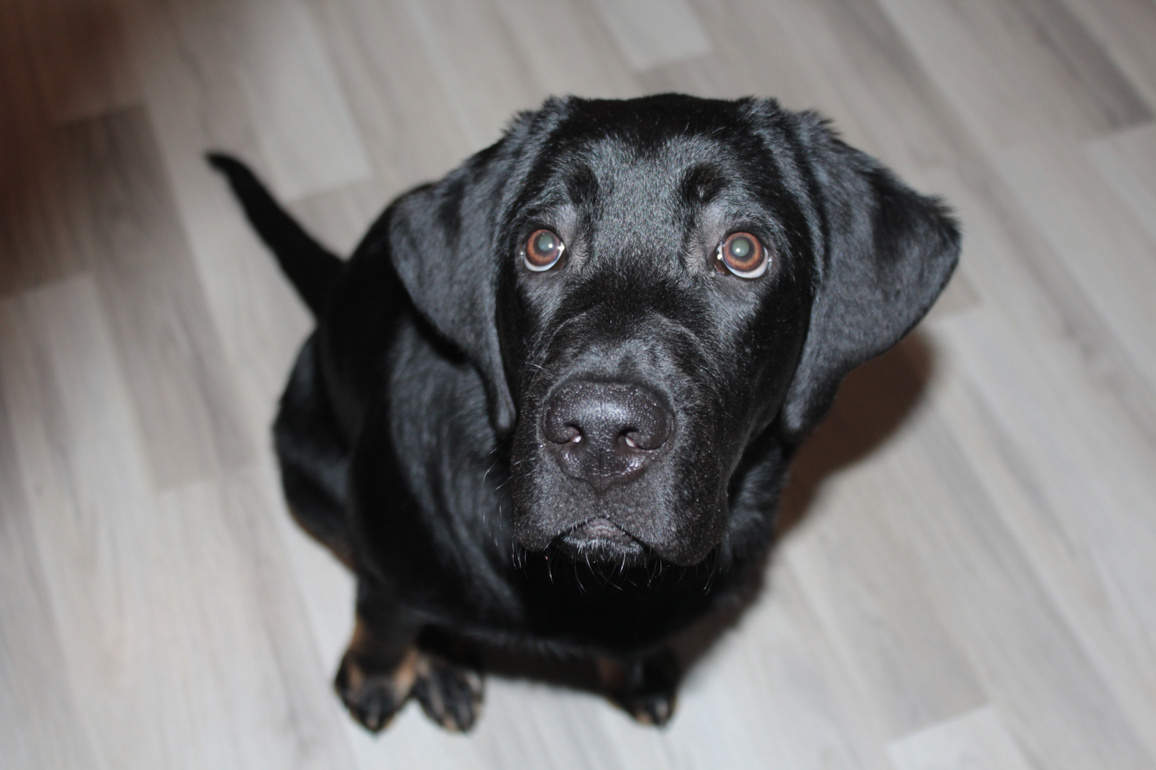 Milow Labrador