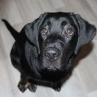 Milow Labrador