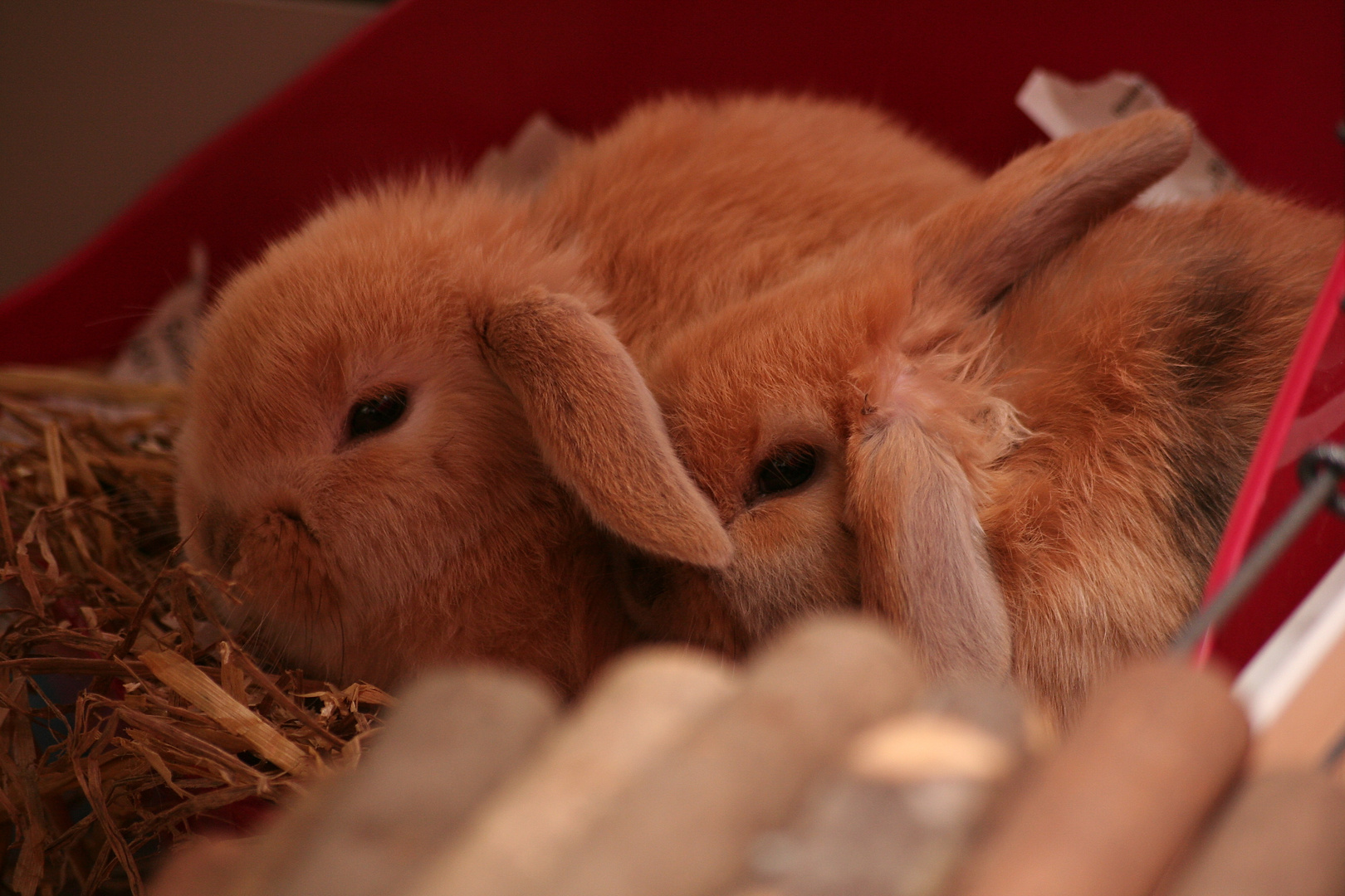 Milow und Clumsey am schmusen