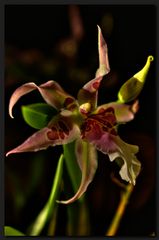 miltassia (miltonia x brassia)