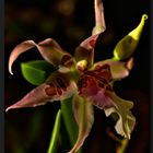 miltassia (miltonia x brassia)