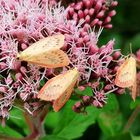 Miltochrista miniata,  Rosen-Flechtenbärchen