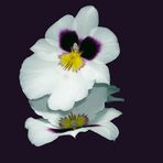 Miltonia