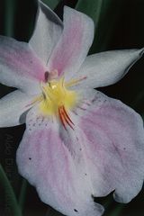 Miltonia