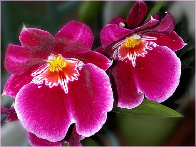 Miltonia