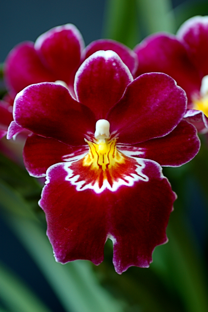 Miltonia 2