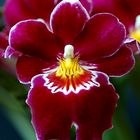 Miltonia 2