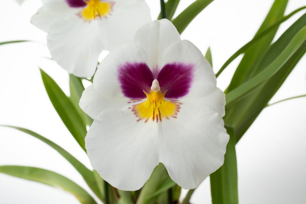 Miltonia 2023