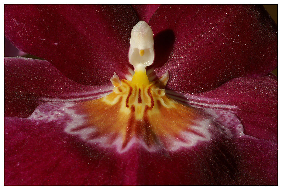 Miltonia