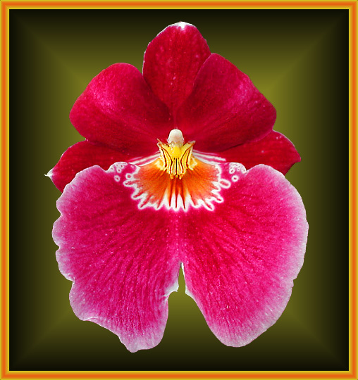 Miltonia