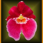 Miltonia