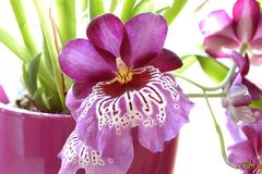 Miltonia