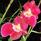 Miltonia