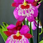 Miltonia