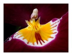 Miltonia, Detail (2)