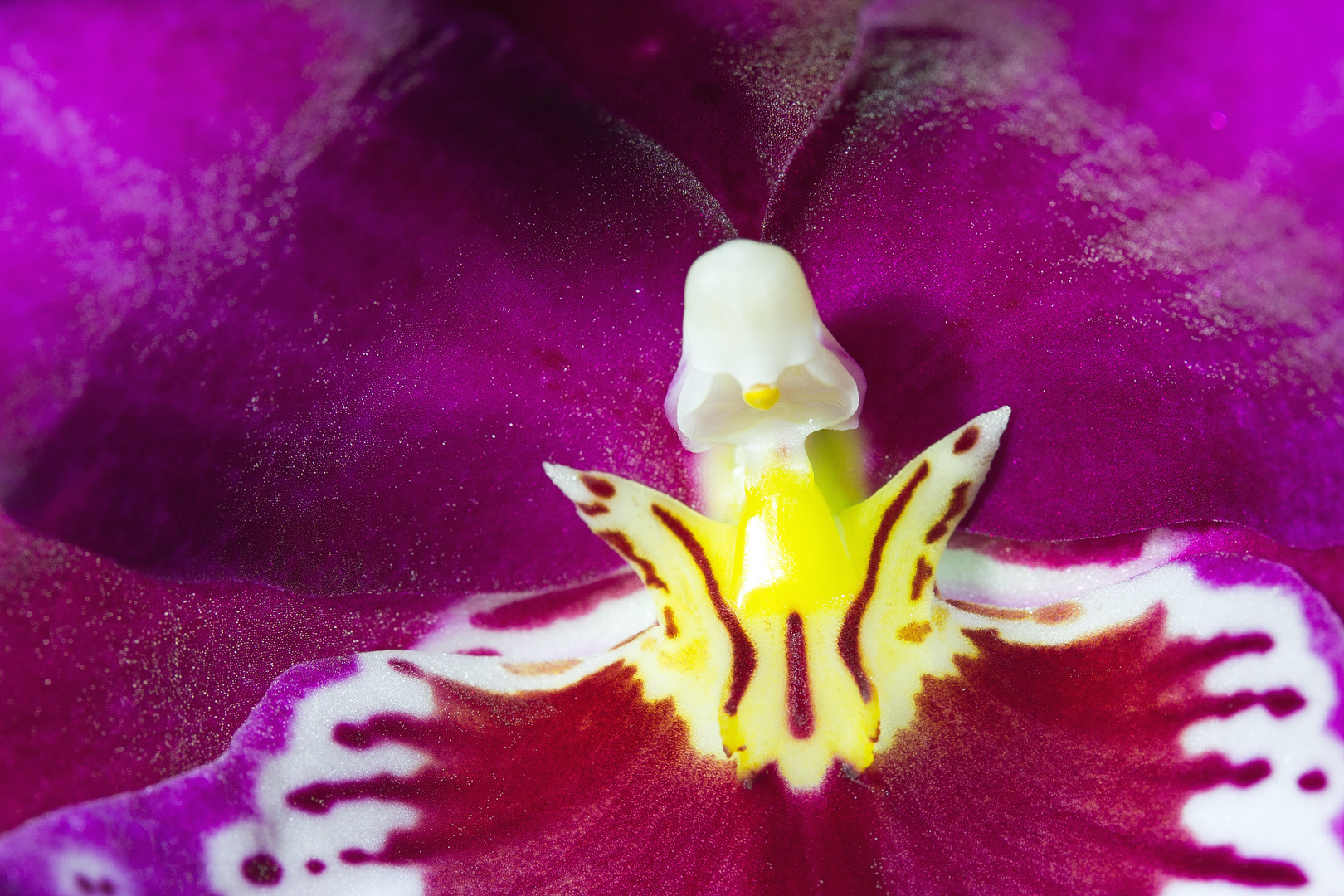 Miltonia Detail