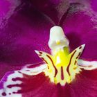 Miltonia Detail