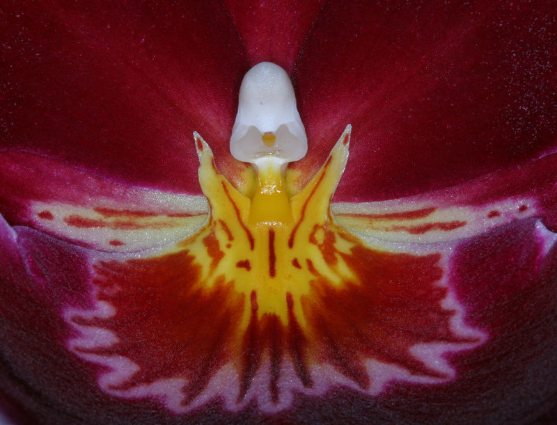 Miltonia