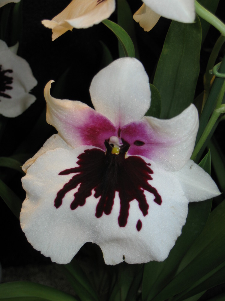 Miltonia Lunar Shower