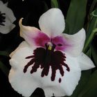 Miltonia Lunar Shower