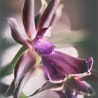 Miltonia Orchidee